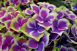 Endometriosi: l'impatto delle terapie ormonali sulla funzione sessuale